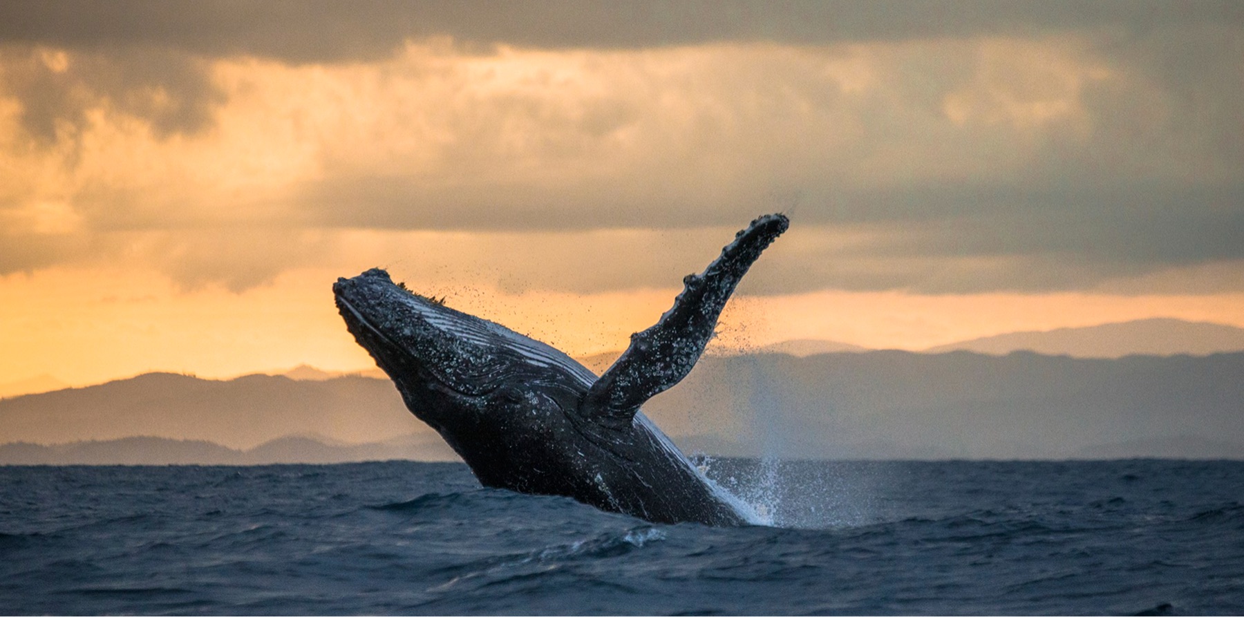 Ballena jorobada saltando en Bahía de Banderas